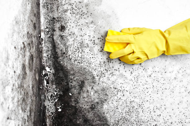 Best Local Mold Removal Service  in Kadelphia, AR
