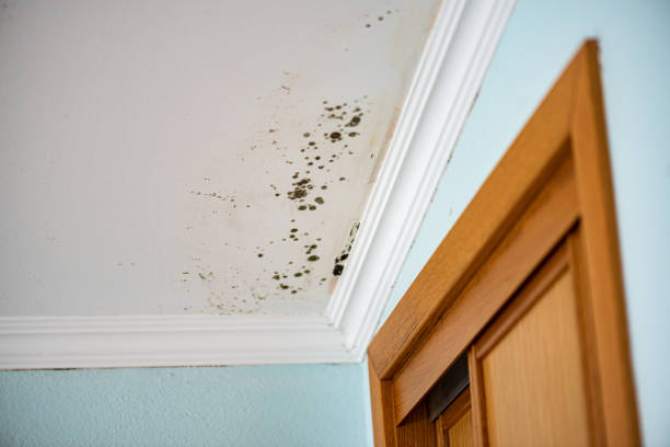 Certified Mold Removal in Arkadelphia, AR