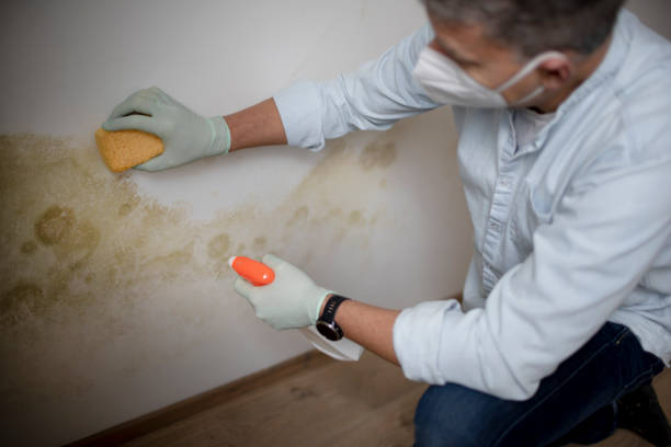 Best Certified Mold Removal  in Kadelphia, AR