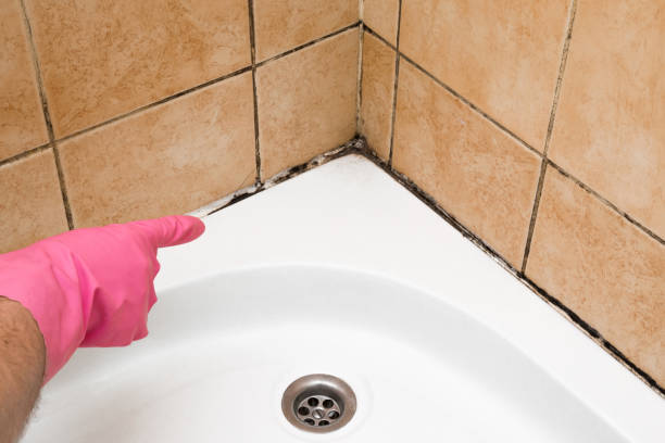 Mold Removal Process in Arkadelphia, AR